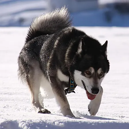 Casa Greina Oda ve Kahvaltı Surrein