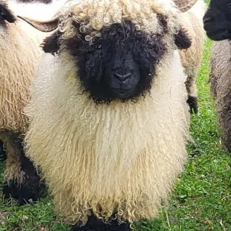 Couette-café Casa Greina Surrein