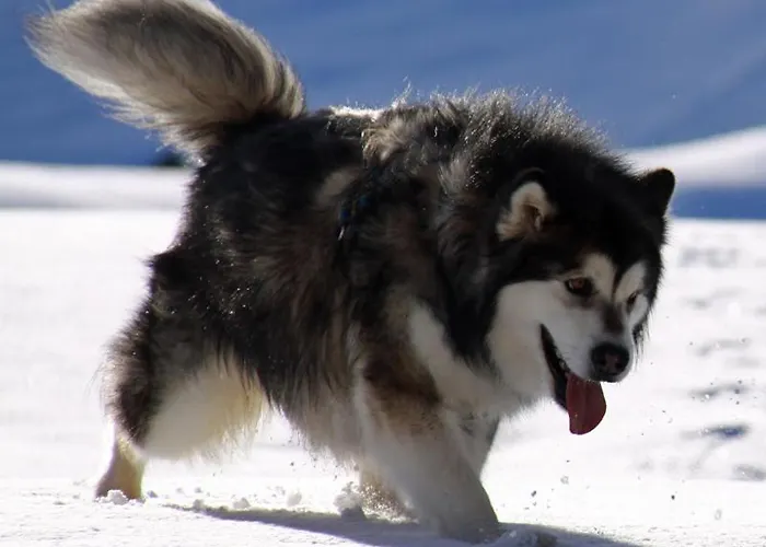 Casa Greina فندق مبيت وإفطار