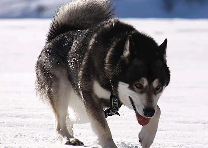 Casa Greina فندق مبيت وإفطار Surrein