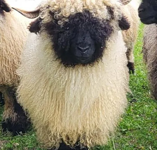 فندق مبيت وإفطار Casa Greina Surrein